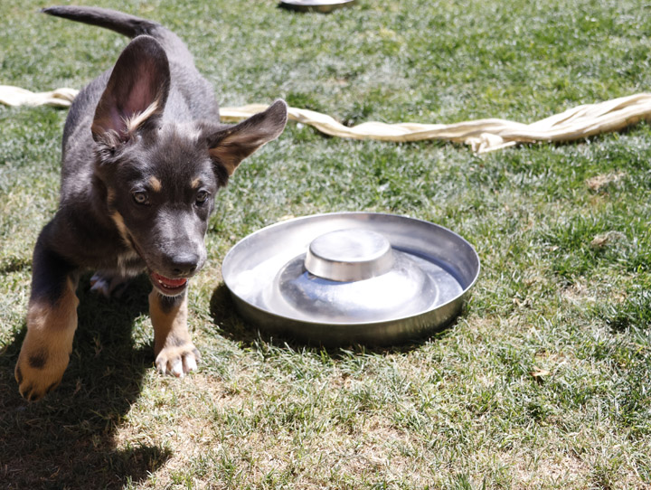 chinook dog